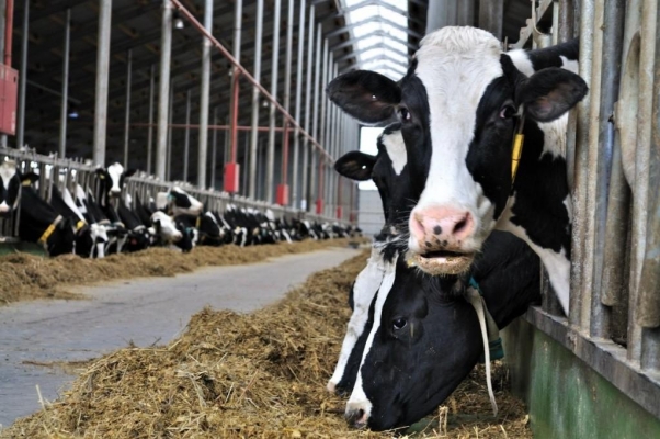 185 тысяч тонн молока надоили в Удмуртии за три месяца 2019 года