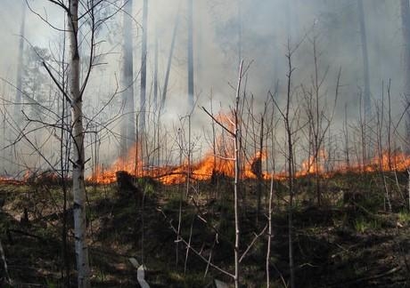В лесах Удмуртии начался пожароопасный сезон
