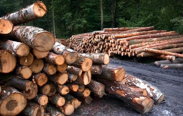Лесничий из Удмуртии за взятку оформил документы на вырубку леса